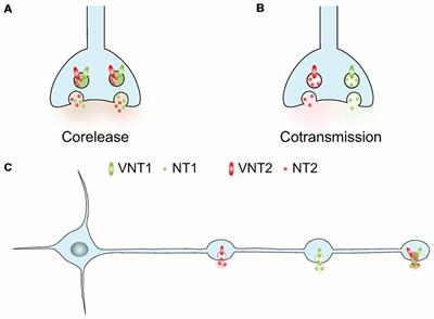 Glutamate Cotransmission in Cholinergic, GABAergic and Monoamine Systems: Contrasts and Commonalities